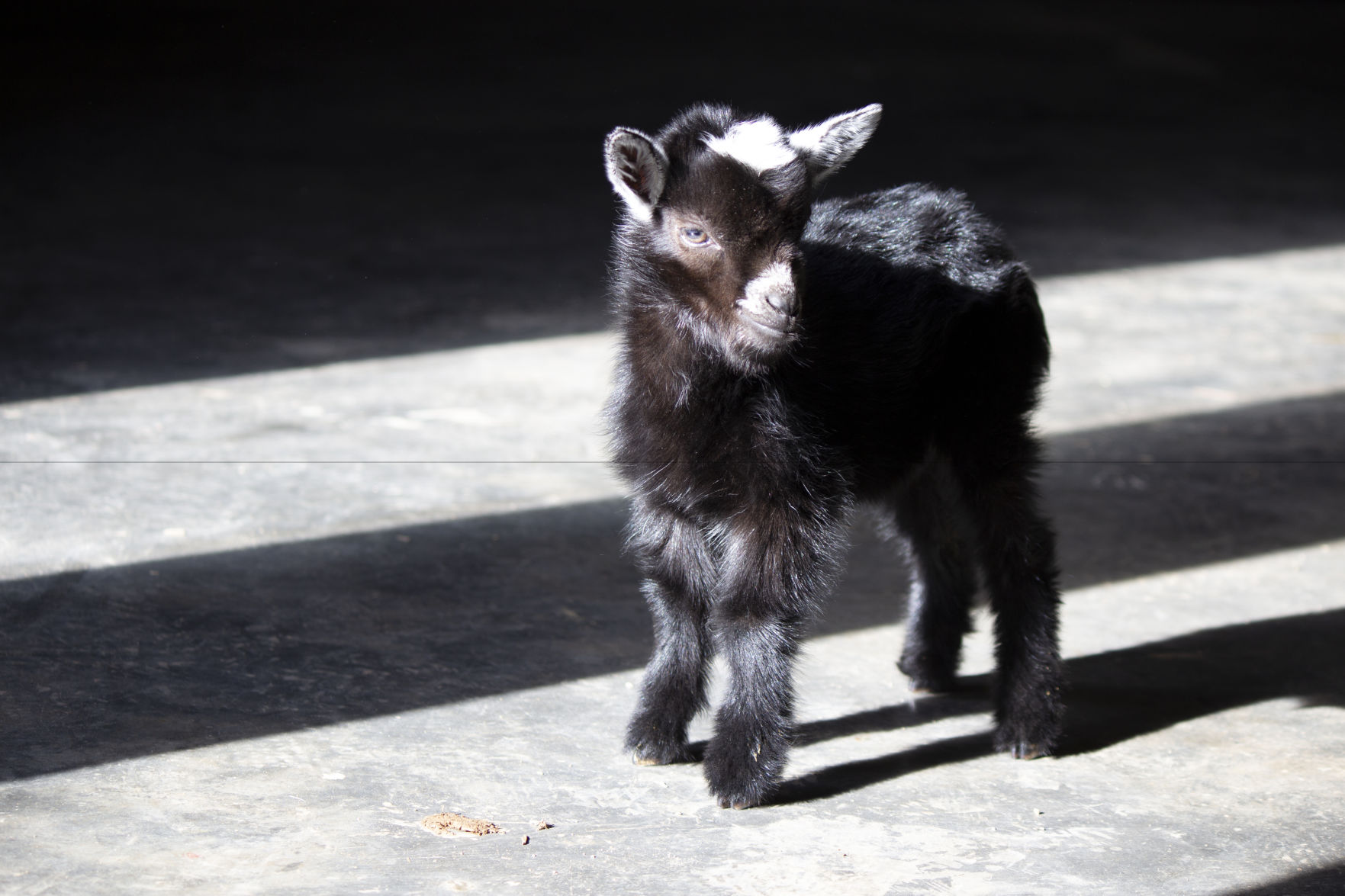 Baby Goat